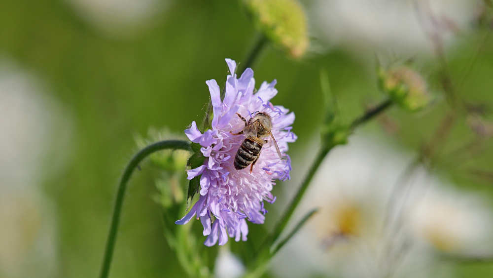 Mit Artenvielfalt zu mehr Wohlbefinden - dafür wirbt die Biologin Katrin Böhning-Gaese