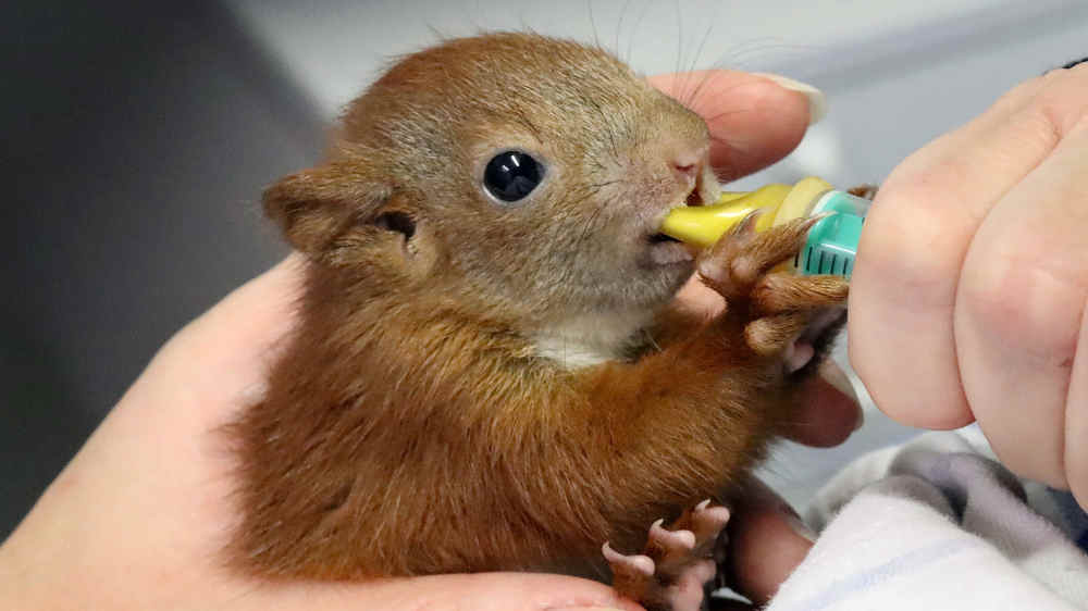 Tier-Pflegerin muss das Eichhörnchen "Bonny" wieder aufpäppeln