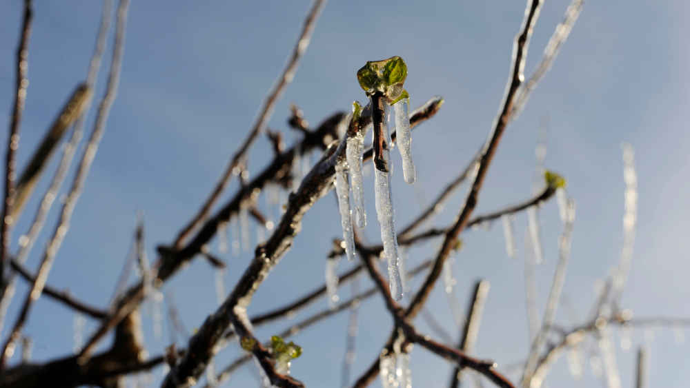 Wahrheit oder Mythos: Was ist dran an den Eisheiligen im Mai?