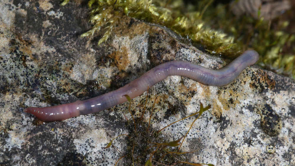 Von den weltweit geschätzten 670 Arten von Regenwürmern leben 47 in Deutschland