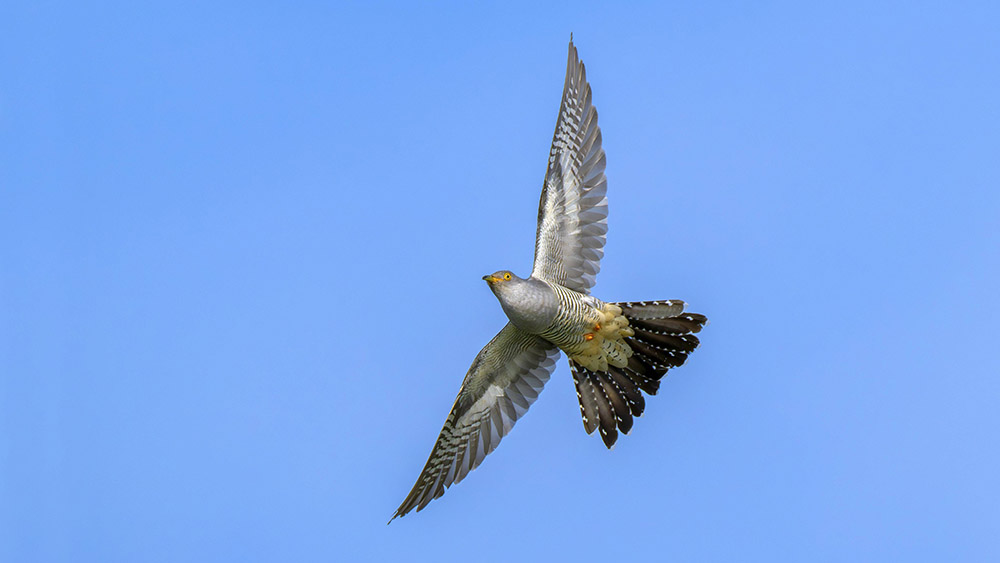 Der Kuckuck steht symbolisch für Vieles: Neubeginn, Hoffnung, aber auch für Betrug und Charakterlosigkeit