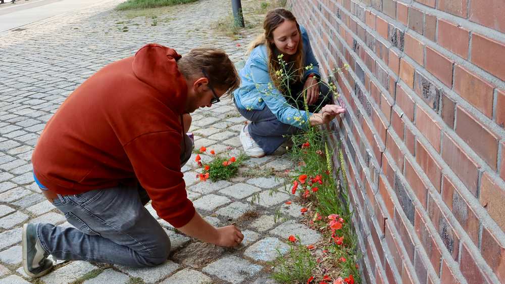 Image - Aktion “Krautschau”: Wie eine Tour kleine Pflanzen entdeckt
