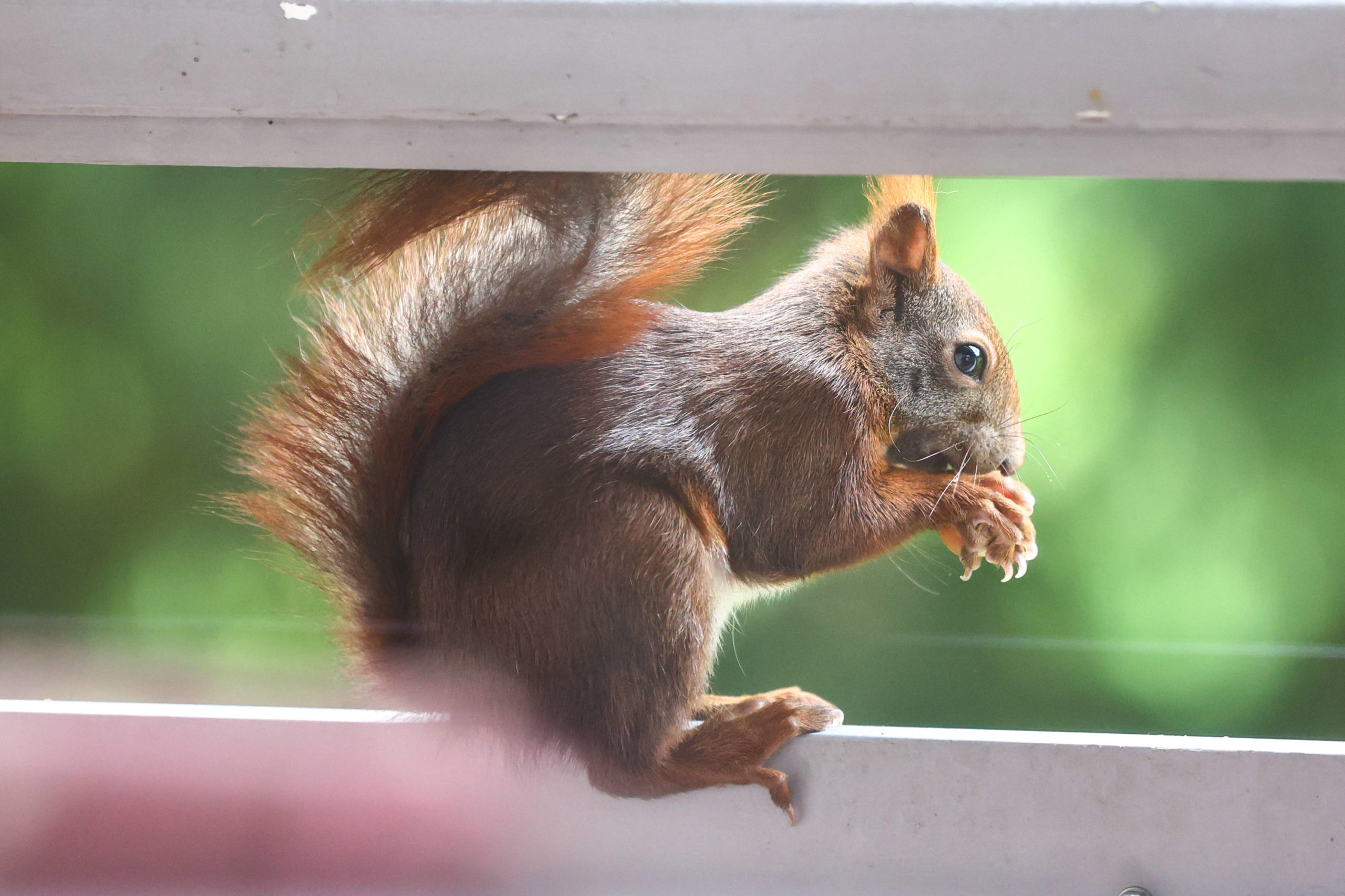 Eichhörnchen mit einer Nuss