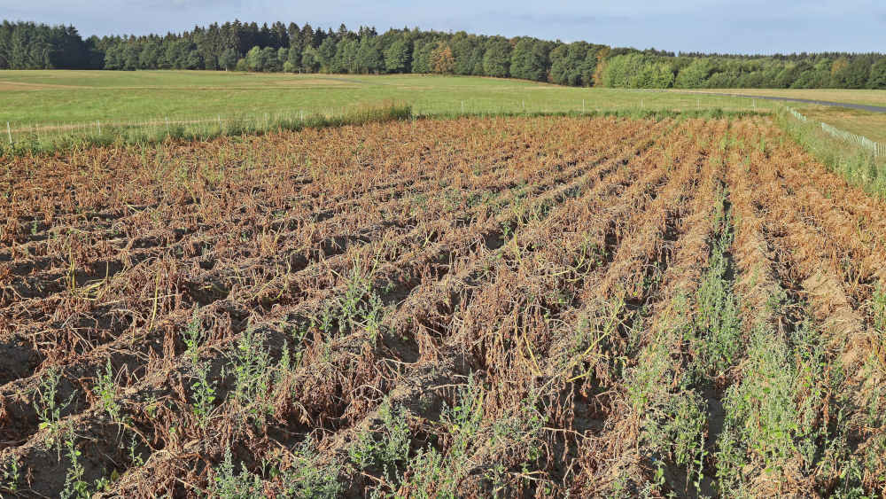 Image - EU-Gipfel vertagt Klimaziel für 2040