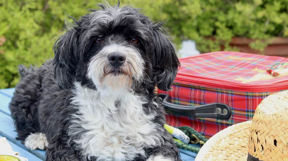 Auch Hunde können mit in den Urlaub – "Pepe" freut sich schon auf die Auszeit
