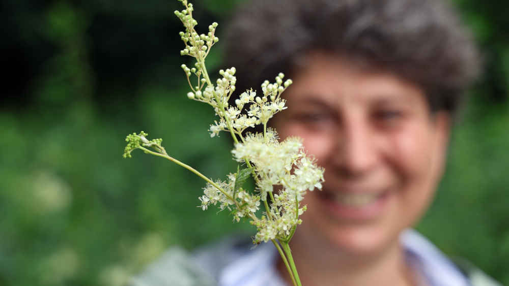 Auf geführten Wanderungen stellt die Kräuterpädagogin Evelyn Westermann Mädesüß vor