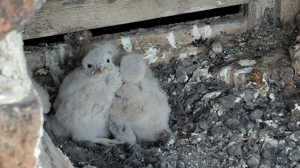 Frisch geschlüpft und flauschig: Auf dem Foto sind die Falkenbabys der Marktkirche etwa zwei Wochen alt. Mittlerweile fliegen sie schon um den Turm