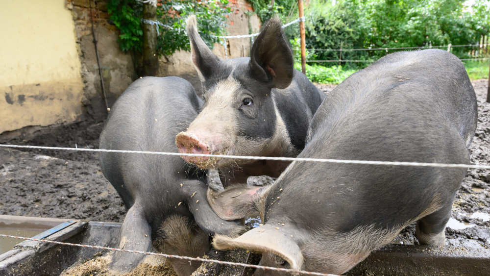 Im Pfarrgarten von Aufkirchen bei Gerolfingen mästet die Kirchengemeinde drei Pfarrschweine. Nicht zum Spaß, sondern zum Geldverdienen. Die drei Duroc-Schweine werden für die teure Orgelsanierung verlost