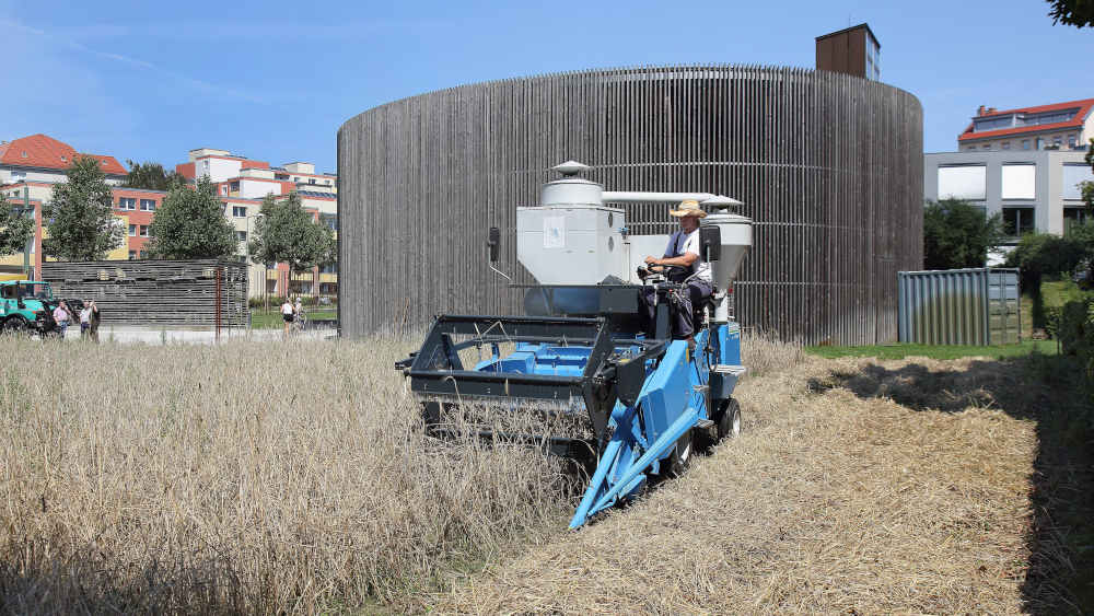 Auf dem einstigen Berliner Todesstreifen wird die Getreideernte wieder eingeholt
