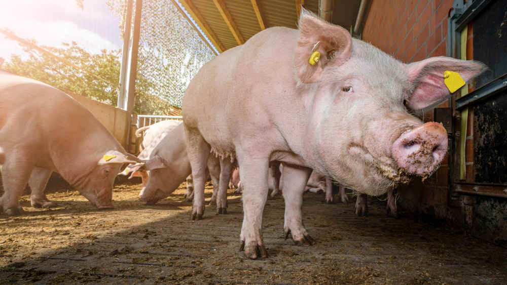 Im vergangenen Jahr ist die Zahl der schweinehaltenden Betriebe weiter zurückgegangen