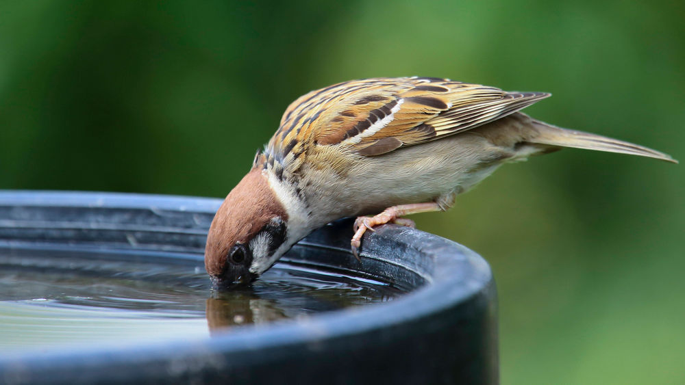 Für eine Schale Wasser sind Vögel bei der Hitze sehr dankbar