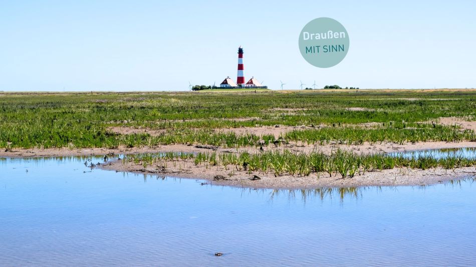 Zwischen Flut und Ebbe tobt ein Überlebenskampf im Kleinen. Der Rückgang des Wattenmeers zeigt sich nicht im Lärm – sondern in der Stille der Wattpfützen.