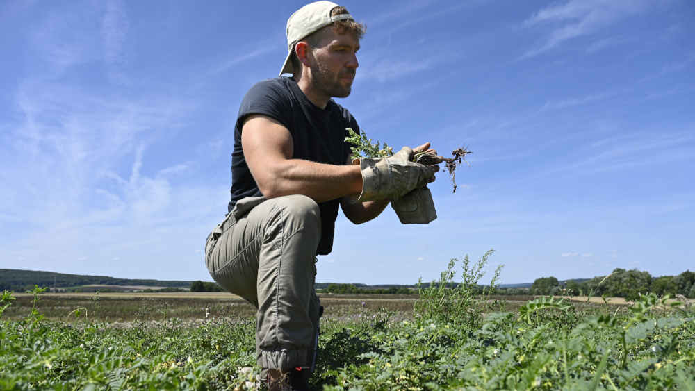 Nils Tolle, vom "Hof Tolle", kontrolliert den Anbau von Kichererbsen 