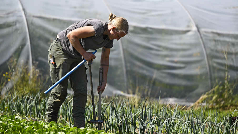 Versuchstechnikerin Laura Kauz von der Uni Kassel nimmt Bodenproben auf dem Gemüsefeld