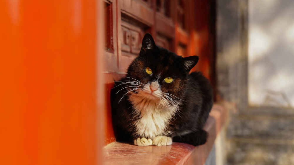 Kirchen, Klöster und Katzen – ein unschlagbares Team
