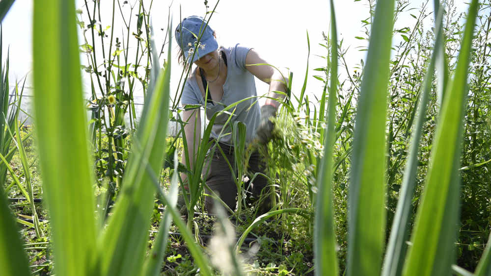 Praktikantin Anna bei der Arbeit auf dem ökologischen Landwirtschaftsbetrieb Hof Tolle in Calden-Fürstenwald bei Kassel 