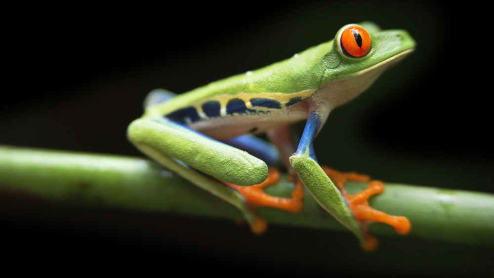 KI-Tierfotos weisen häufig eklatante Fehler auf und verzerrten laut der Heinz-Sielmann-Stiftung die Wahrnehmung