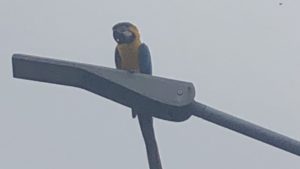 Ein gelb-blauer Papagei sitzt auf einer Straßenlaterne