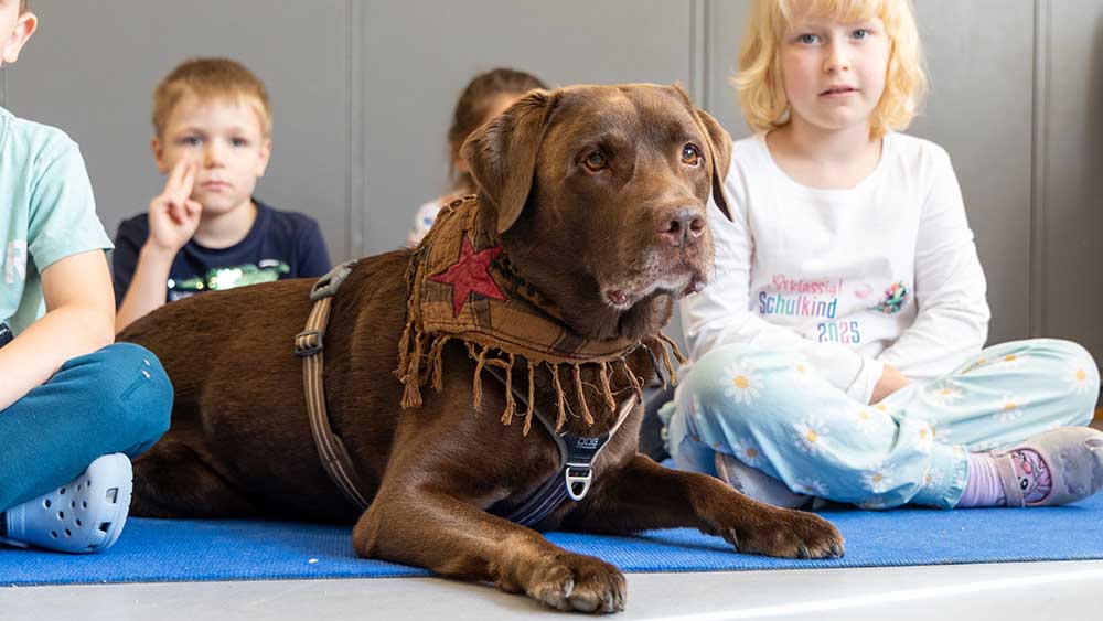 Labrador Samu besucht regelmaessig eine evangelische Kindertagesstätte