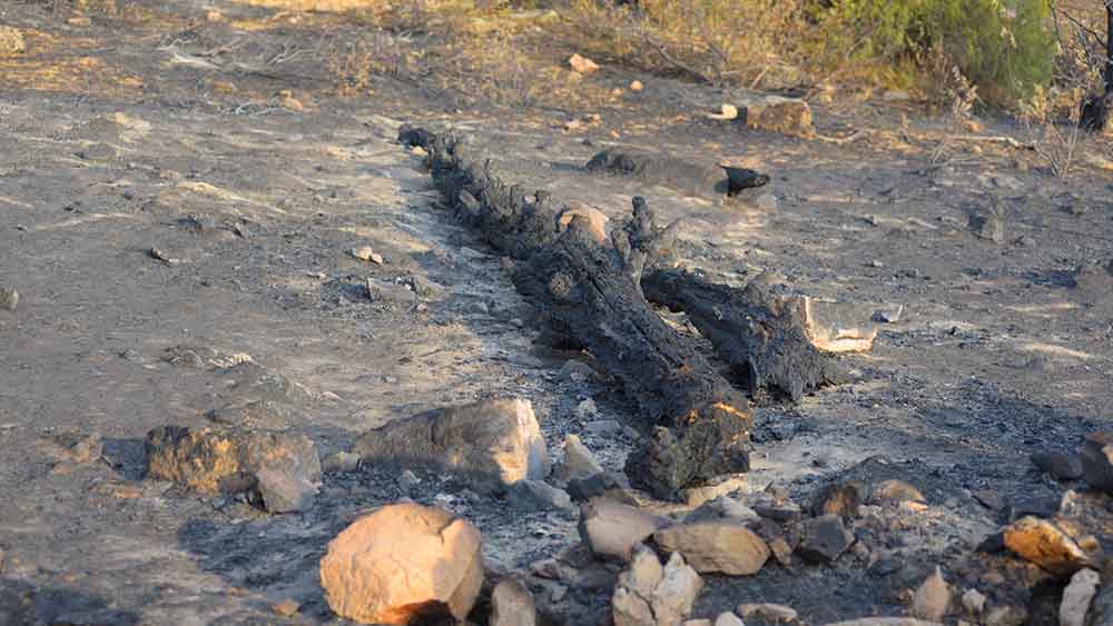 Image - Waldbrände in Spanien: Teile des Jakobswegs gesperrt