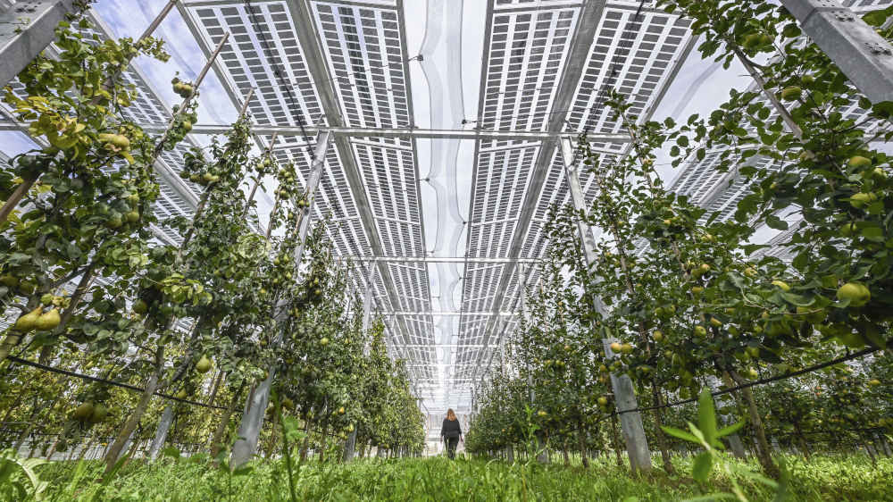 Agrarwissenschaftlerin Greta Ott zwischen den Spalieren des Obstanbaus unter Agri-Photovoltaik auf dem Versuchsgelände 