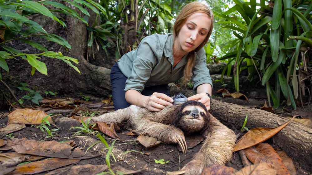Faultiere verbrauchen extrem wenig Energie, wenn sie im Baum hängen