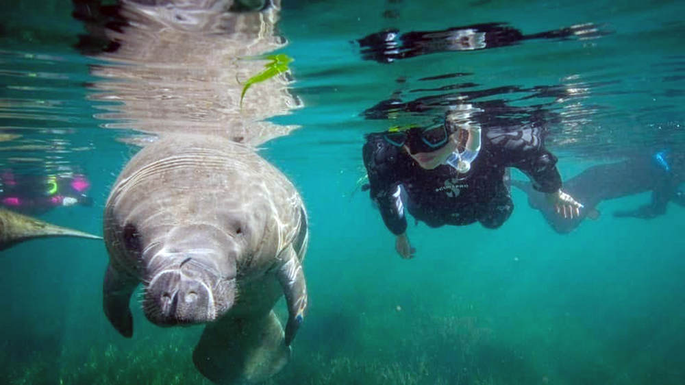 Auch die Rundschwanzseekuh lässt sich nicht hetzen