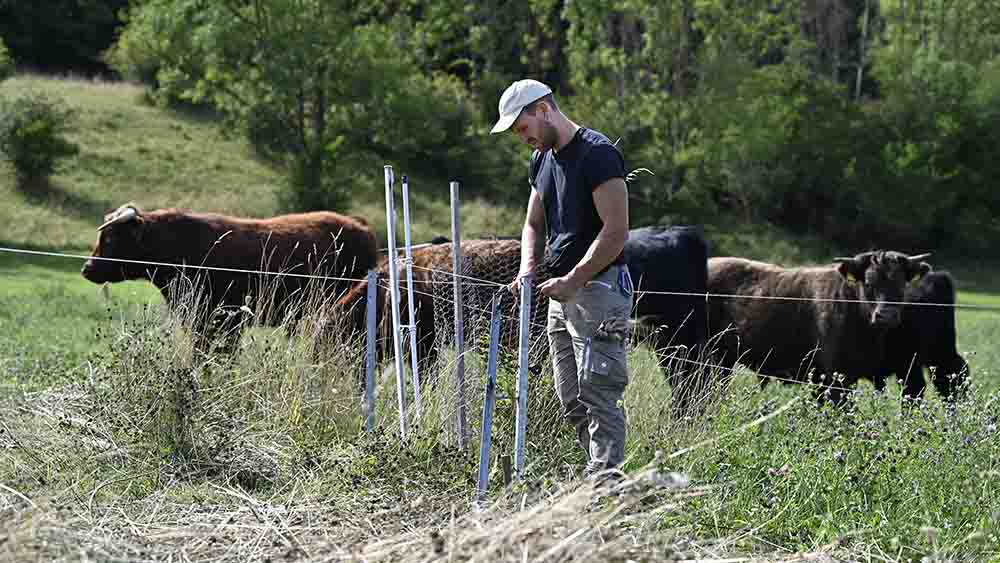 Nils Tolle, vom oekologischen Landwirtschaftsbetrieb "Hof Tolle" in Calden-Fuerstenwald (Calden-Fürstenwald) bei Kassel, steckt einen neuen Zaun fuer seine schottischen Hochlandrinder