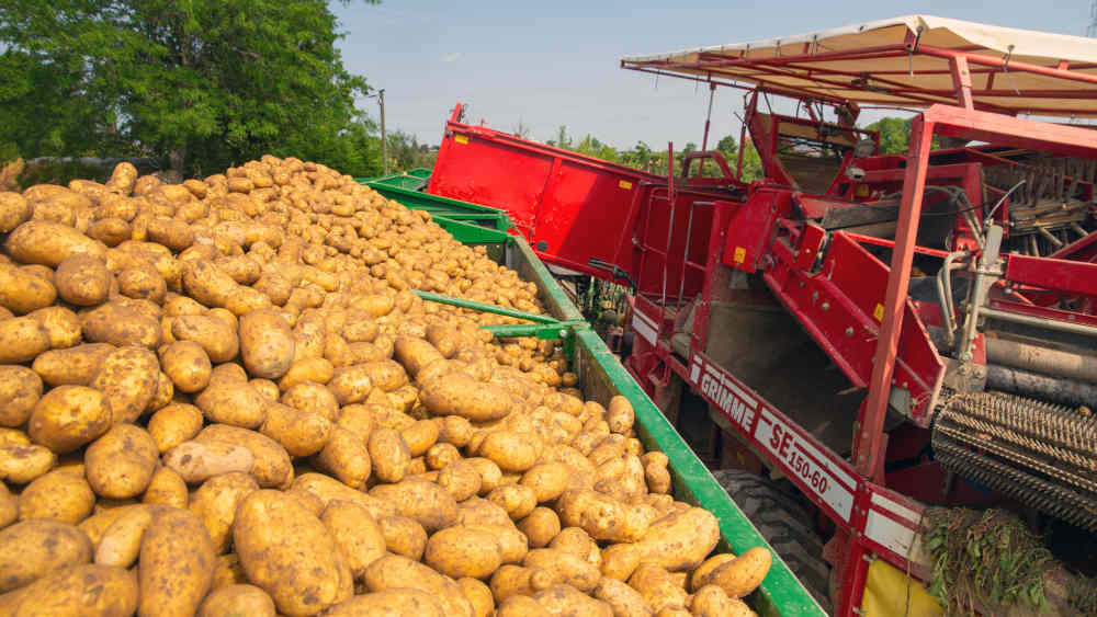 Laut den vorläufigen amtlichen Ergebnissen wird eine sehr große Kartoffelernte von etwa 13,4 Millionen Tonnen erwartet