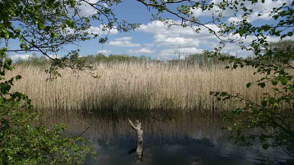 Der Müritzer Nationalpark heute
