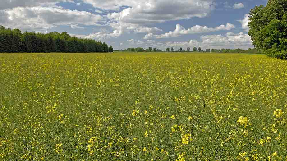 Der Müritz-Nationalpark heute, gesichert durch das engagierte Handeln von Naturschützern, die das Naturerbe der ehemaligen DDR bewahrten