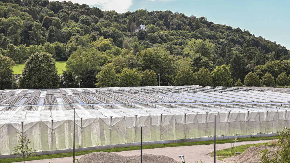 Obstanbau an Spalieren unter Agri-Photovoltaik-Dächern in Karlsruhe