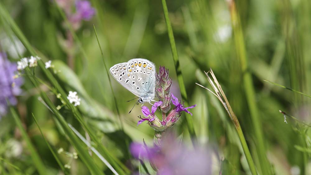 Tiere sind in der Bibel nicht nur Teil der Schöpfung, sondern stehen in direkter Beziehung zu Gott
