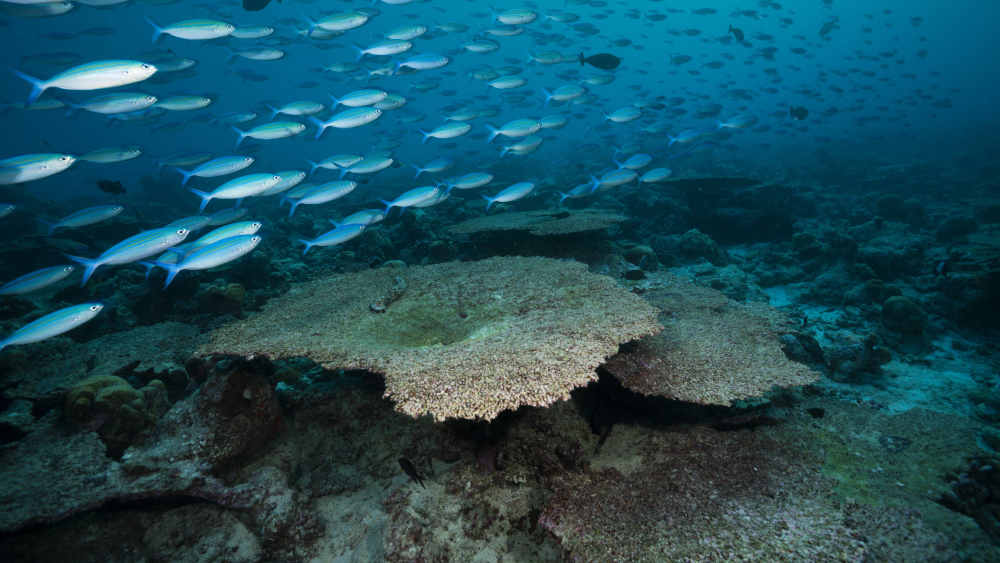 Das Korallensterben signalisiert dringenden Handlungsbedarf gegen Erderwärmung