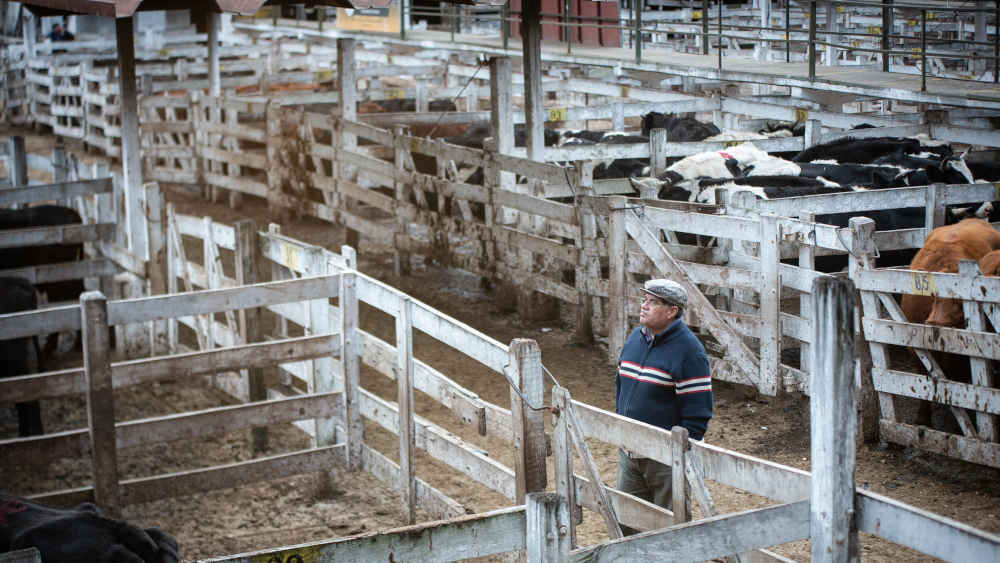 Viehzucht hat einen besonders großen CO2-Fußabdruck