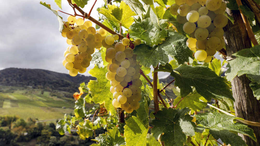 Viele deutsche Winzer rechnen in diesem Jahr mit einer besseren Weinernte