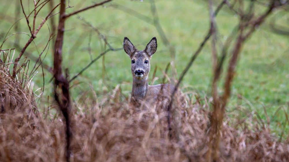 Alle zweieinhalb Minuten passiert in Deutschland ein Wildunfall