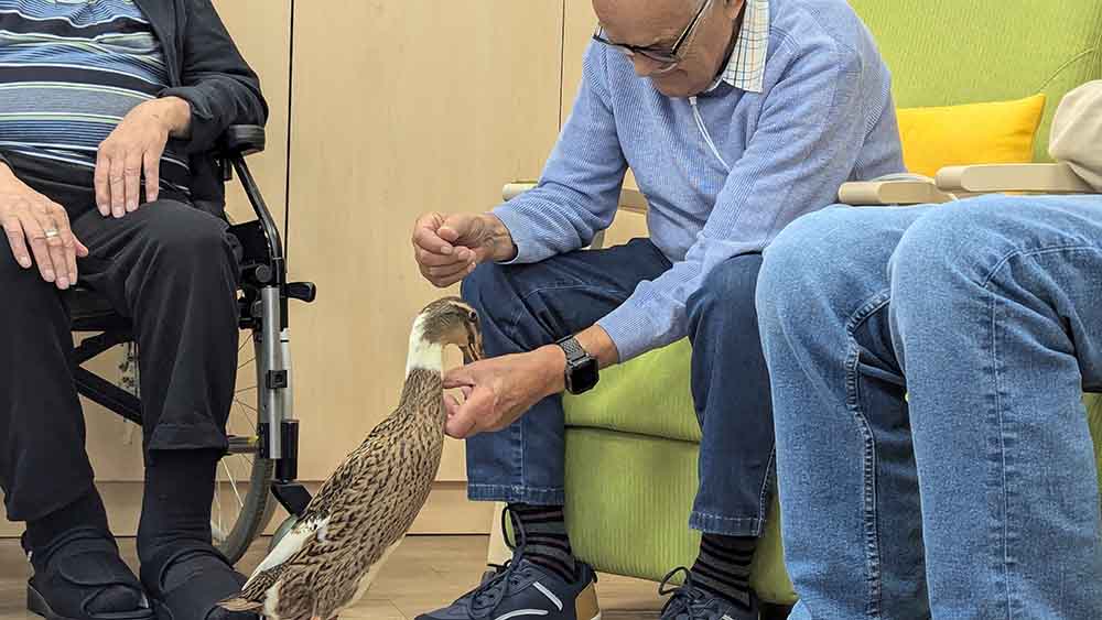 Ente "Keks" ist ein gern gesehener Gast in der Tagespflege der Diakonie