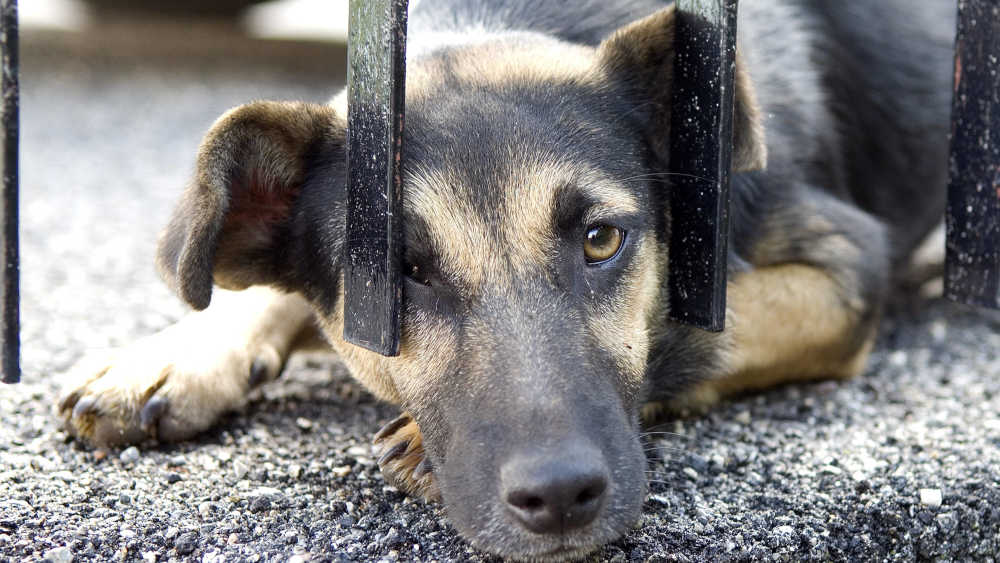 Wie schlecht geht es herrenlosen Hunden im Ausland wirklich? Hundetrainerin Sarah Fink beobachtet seit Jahren Straßenhunde: Nicht alle müssen "gerettet" werden