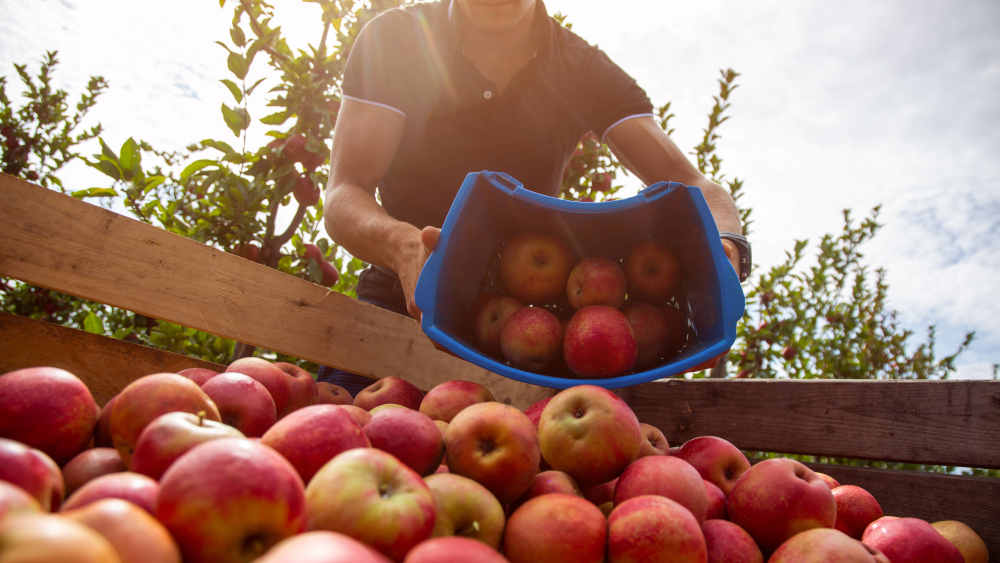 Apfelernte erreicht zweitbesten Wert im vergangenen Jahrzehnt