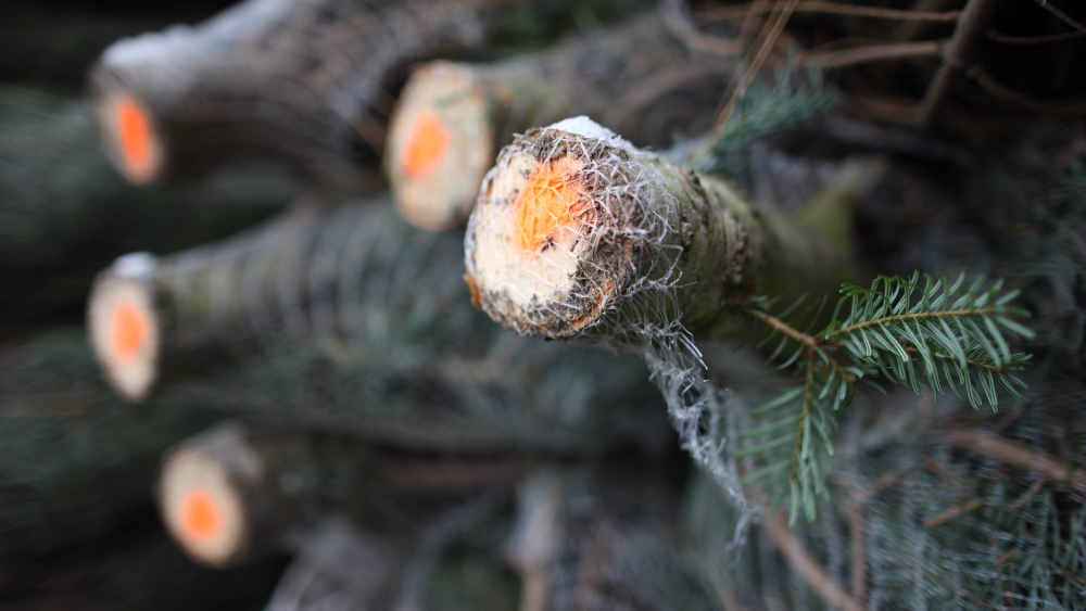 Nicht ausgetrocknete und geraden Schnittstellen am Stumpf zeugen von Frische
