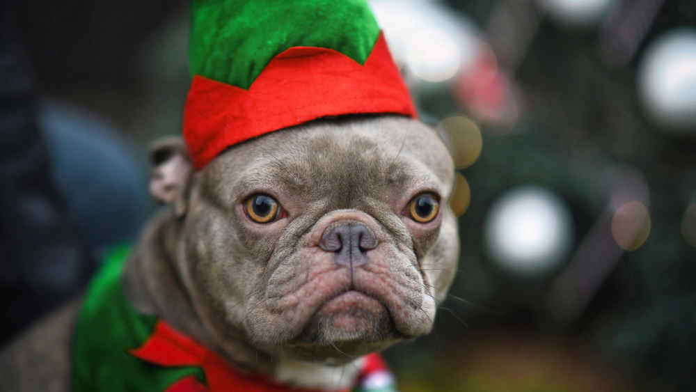 Bundeslandwirtschaftsminister Alois Rainer warnt vor Haustieren als Weihnachtsgeschenk