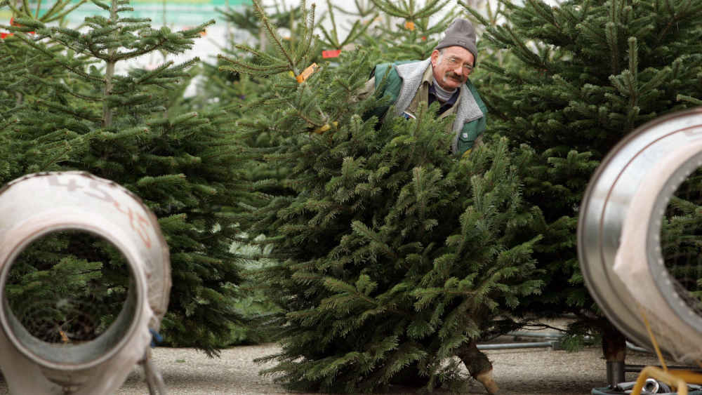 Vom Kauf bis zur Pflege: Experten erklären, worauf es bei Weihnachtsbäumen ankommt