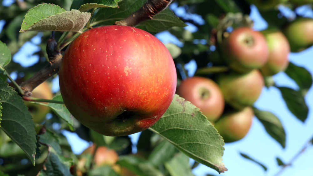 Meistgeerntetes Baumobst: Deutschland feiert den Apfel mit Aktionstag