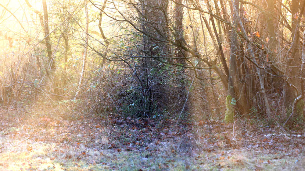 Urbanes Grün: Tiny Forests verbinden Klimaschutz, Erholung und Gemeinschaft