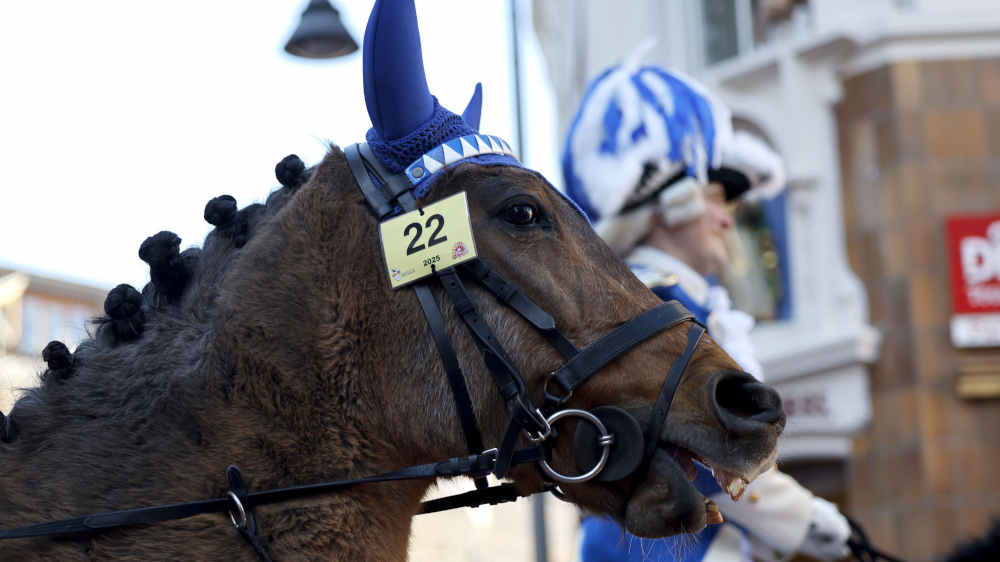 Der Tierschutzbund fordert mehr Rücksicht und tiergerechte Alternativen bei Karnevalsumzügen