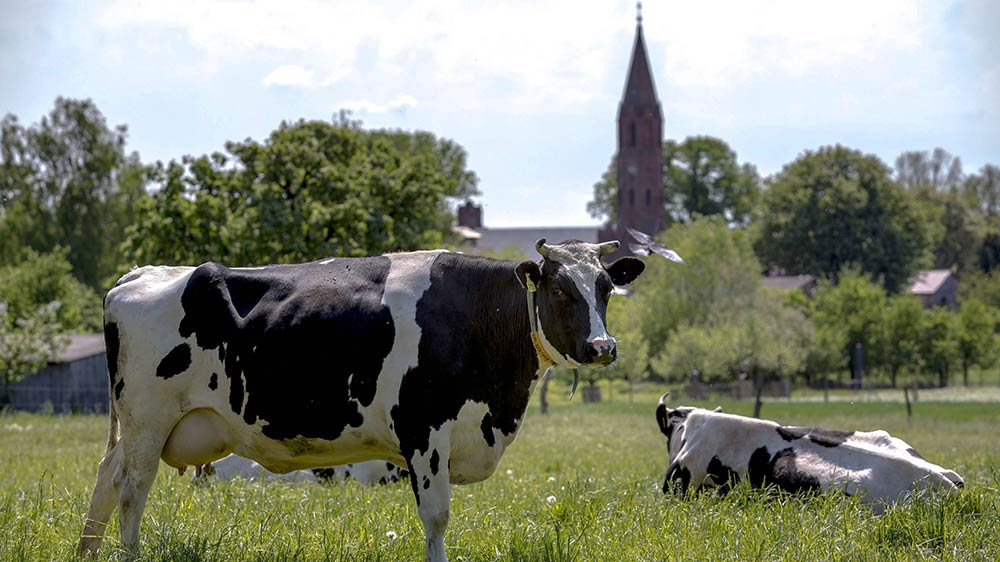 Auch Kühe auf einer Weide sollte die Kirche respektieren, sagt Rainer Hagencord