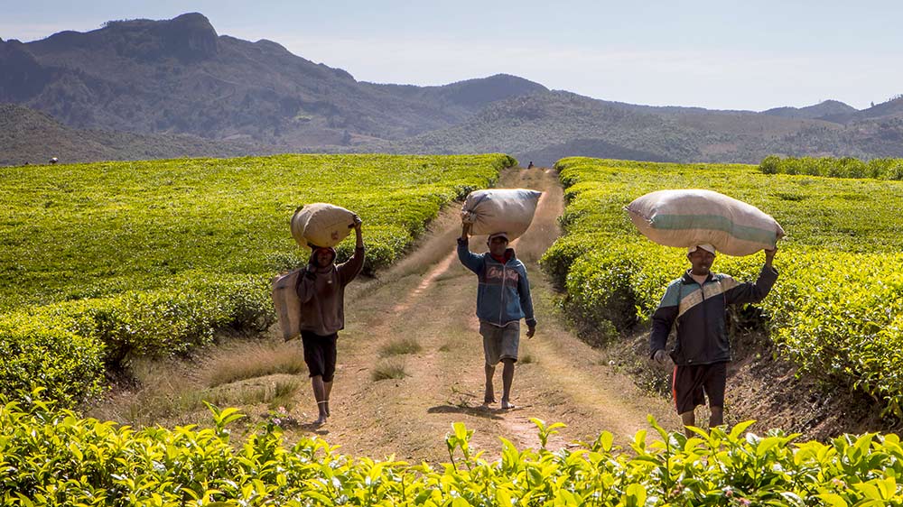 Afrikas größte Insel Madagaskar taucht in der Liste der vergessenen Krisen weit vorn auf