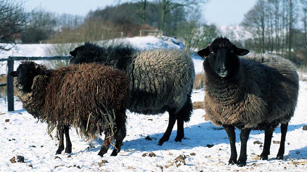 Auch das Rauhwollige Pommersche Landschaf lebt im Arche-Dorf Steinlah (Symbolbild)
