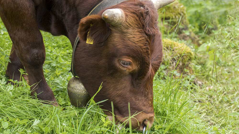 Auch das Rote Höhenvieh wird in Steinlah gehalten